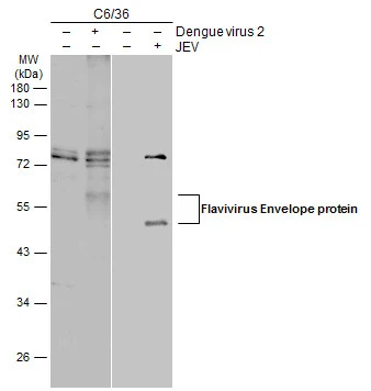 Flavivirus Envelope protein antibody